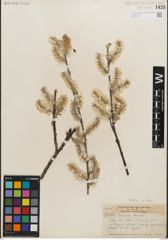 Foto von Salix humilis Marshall